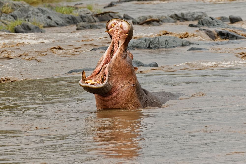 Hippopotamus making threat display-Hippopotamus amphibius-Serengeti National Park-Tanzania-Africa art print by Adam Jones for $57.95 CAD
